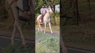 Rupal stud farm माही For sell mo.9724588670mo.6355700315 #rupalstudfarm