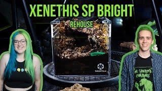 Xenethis sp BRIGHT - Getting a new Tarantula Crib!