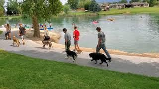 Cholla, Oscar, Kody, Sadie, Maggie and Keeva dog training out in public.