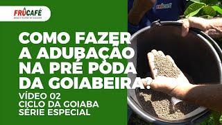 Como Fazer a Adubação na Pré Poda da Goiabeira? Série Ciclo da Goiaba - Vídeo 02
