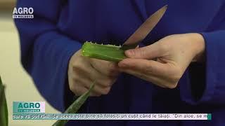 Beneficiile plantei Aloe Vera  – AGRO TV News