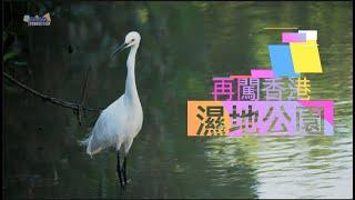 再闖香港濕地公園_深秋動植物生態_中文字幕_蝴蝶園多種昆蟲招潮蟹彈塗魚季候鳥白鷺荷花 #HongKongWetlandPark