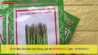 Giá Hạt Giống Măng Tây Xanh - Hạt Giống Măng Tây Chất Lượng