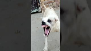 "Real Aggressive Dog Barking Sound | Beware!" #shorts