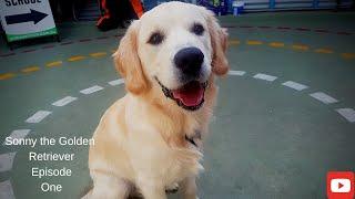 Sonny The Golden Retriever [EP1]