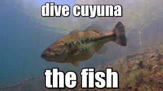 Scuba Diving Minnesota: The Fish Of Cuyuna