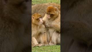 What Are Behavioural Adaptations? #scienceclass #biology