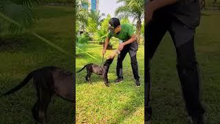 Belgian Malinois Puppy Training  | Basics Obedience | Basics Command | K9 Dog