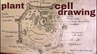 How TO Draw plant cell step by step/plant cell drawing/draw plant cell diagram