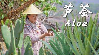 “Succulents” on Dining Tables in Rural Yunnan