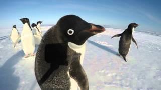 The Curiousity of a Penguin