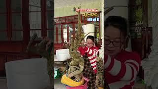 Phôi giấy Mỹ siêu to đế khủng..#shortsvideos