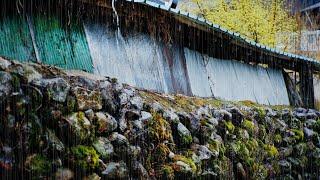 [ASMR] Embrace the Sentiment of a Rural Village: Rainfall on Tin Roof 