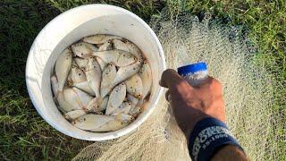 Cast Netting Schooling Shad!