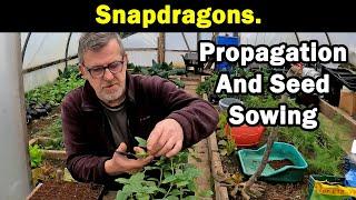 Snapdragons | Antirrhinum | Propagation | Seed Sowing | Green Side Up