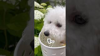수국이랑 강아지 구경하세요