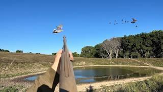 Epic Dove Hunt – 72 Birds Down!