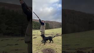 Driven Pheasant Shooting #labrador #gundog #pegdog