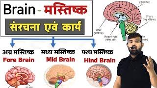 Brain - मानव मस्तिष्क | Structure of Brain | Brain Anatomy and physiology | Nervous System