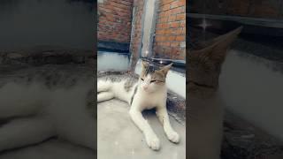 Papa mama and me #talking #funny #cat  @Aqsa angel video