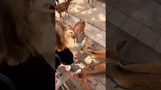 They BIT Me in Japan 