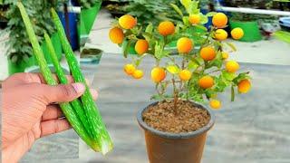 Lemon Tree Care For More Fruits || Natural Fertilizer For Lemon Plant