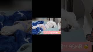 꾸꾸 코골이 ASMR  #꾸꾸