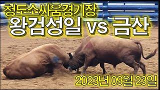 밀치고 받고 아주 환상이네!!   #청도소싸움경기장