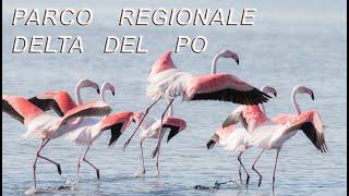 Fotoreportage Fenicotteri Rosa  | Parco Regionale del Delta del Po