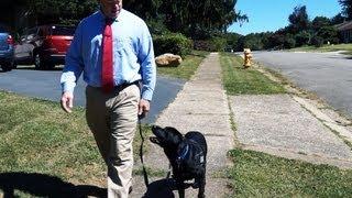 Service dog helps veteran reintegrate into day-to-day life