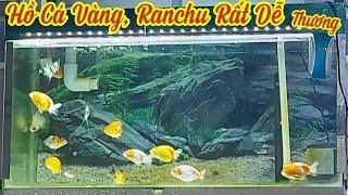 Hồ Cá Vàng, Ranchu Mini Siêu Dễ Thương - Lọc Tràn -Để Phòng Khách Thật Đẹp.Hồ Của Em Bảo Ở Tây Ninh.