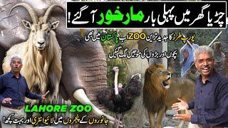 Europe Style Zoo Now In Pakistan | Lahore Zoo Reopened 2024 | Markhor's In Zoo | Discover Pakistan