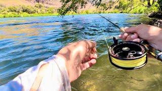 They are ALWAYS hiding in the toughest spots to reach (Deschutes River Salmon Fly Hatch)