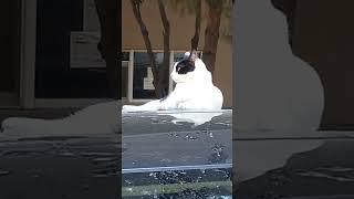 Kedi özgürlüğünün tadını çıkarıyor