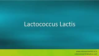 Pronunciation of the word(s) "Lactococcus Lactis".