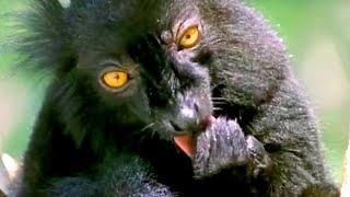 Black Lemur on Drugs? | Cousins | BBC Earth