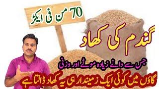 The best fertilizer for wheat crop to increase grains weight and quality | Abid Ali Agrarian