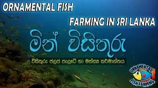 ORNAMENTAL FISH FARMING IN SRI LANKA (sinhala) - aquarium fish