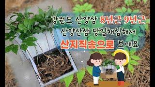 강원도 산양삼 8년근 9년근 산양산삼 당일채심해서 산지직송으로 보내요