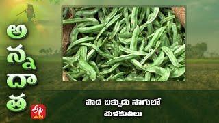 పొద చిక్కుడు సాగులో మెళకువలు | Tips for broad bean cultivation | ETV