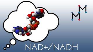 NAD+/NADH Mechanism & Coenzyme Chemistry