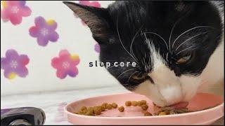 slopcore 3 (meow mixx)