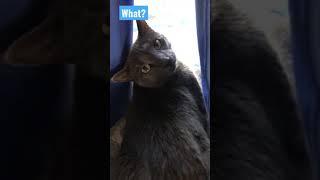 Russian Blue Cat Answers Questions-   #cat #kitty #gatos