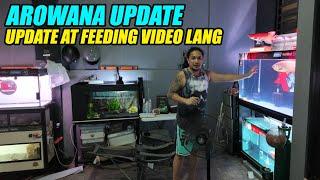 Arowana Update and Feeding Video