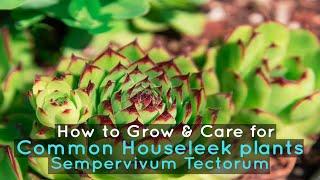 How to Grow & Care for Common Houseleek plants | Sempervivum Tectorum