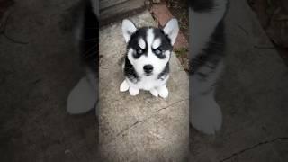Amazing Animal Transformation  #animaljourney #animals #cute