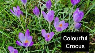 Create a colourful carpet of crocus - winter to spring flowers for you and the bees!