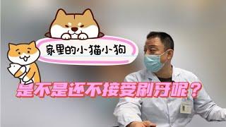 让猫狗爱上刷牙的独门诀窍来了！主动找你刷牙的小猫咪你也可以拥有！