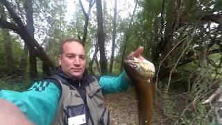 fishing huge trout River Sil (Villadepalos)