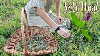 All about Self Heal | A wild medicinal plant everyone should know!